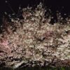宇治市植物公園 桜 画像