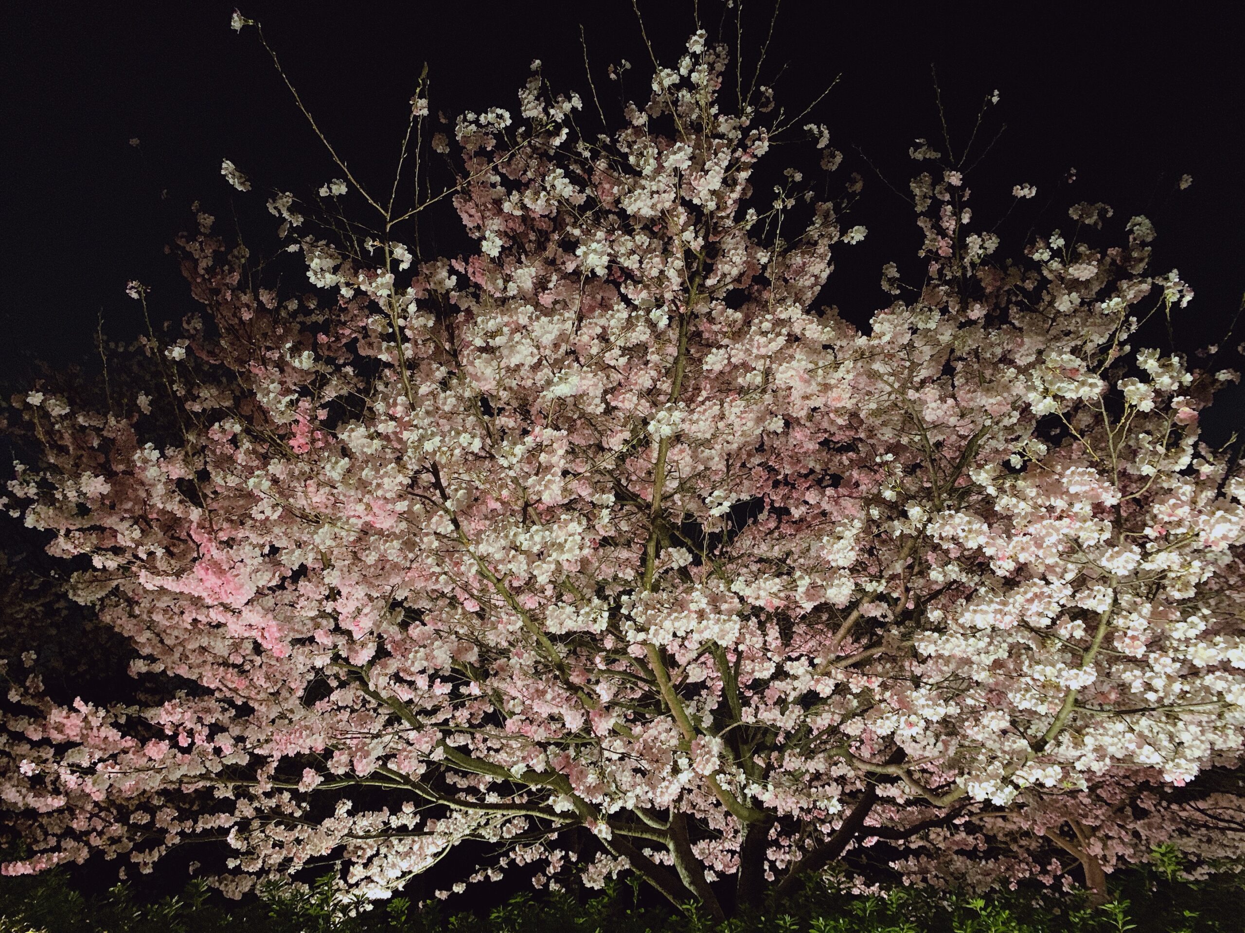 宇治市植物公園 桜 画像